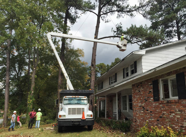 Best Leaf Removal  in Rheems, PA