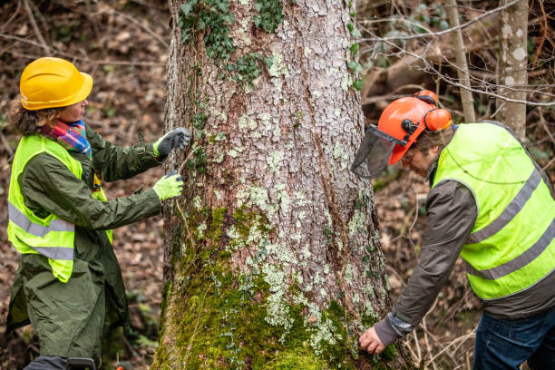 How Our Tree Care Process Works  in  Rheems, PA